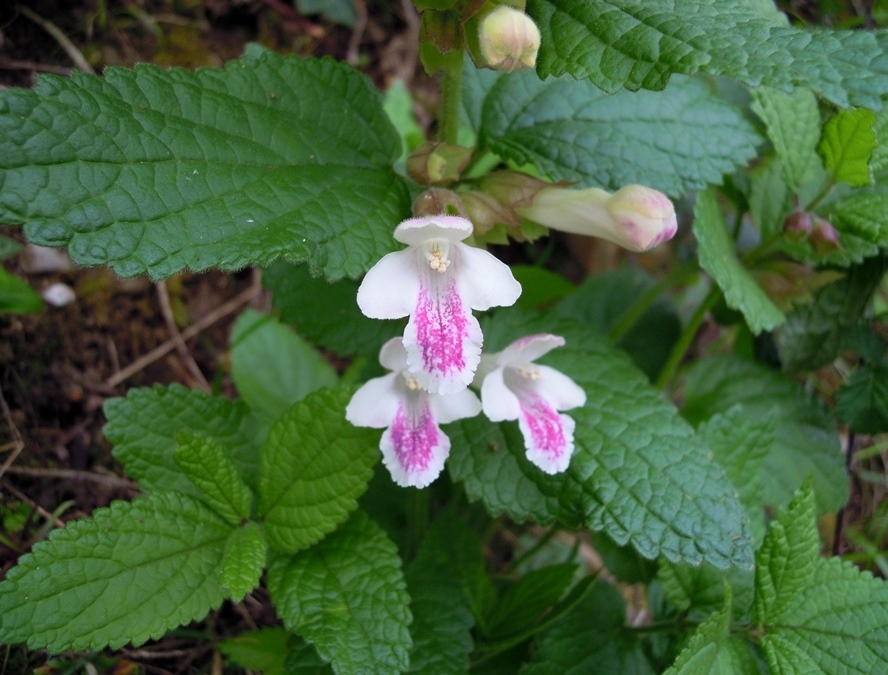 Melittis melissophyllum (Lamiaceae)